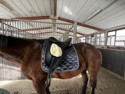 IMG_2872 2 Large.jpeg