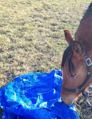 Screenshot_20240221_174436_Gallery.jpg Screenshot_20240221_174436_Gallery.jpg