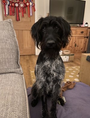 CD95A782-1D41-463C-B1A1-EAC0CBA0EAD8.jpeg CD95A782-1D41-463C-B1A1-EAC0CBA0EAD8.jpeg