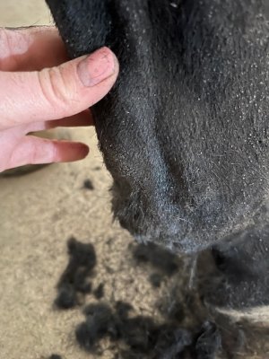 IMG_8705.jpeg IMG_8705.jpeg