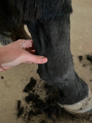 IMG_8703.jpeg IMG_8703.jpeg