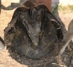 Brieze front hoof.jpg