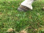 hoof change shape.jpg