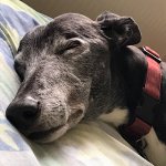 95C7E430-7B5E-4704-B3D1-D740FE30BEF7.jpeg 95C7E430-7B5E-4704-B3D1-D740FE30BEF7.jpeg