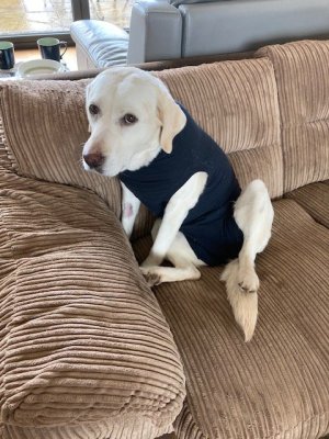 Honey suit.jpg Honey suit.jpg