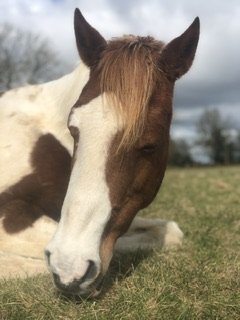 IMG_3745.jpeg IMG_3745.jpeg