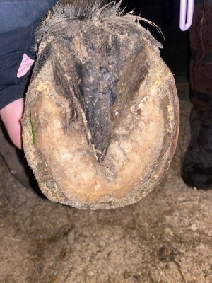 hoof 5.jpg