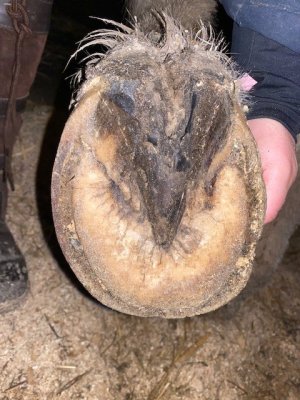 hoof 6.jpg