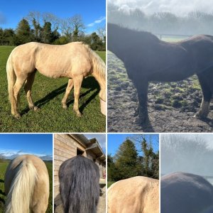 E743CB30-CA7F-4FE3-8256-D44D3493AC0B.jpeg E743CB30-CA7F-4FE3-8256-D44D3493AC0B.jpeg