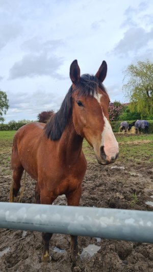 IMG-20240411-WA0031.jpg IMG-20240411-WA0031.jpg