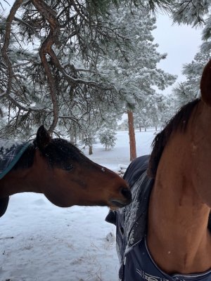 IMG_9781.jpeg IMG_9781.jpeg