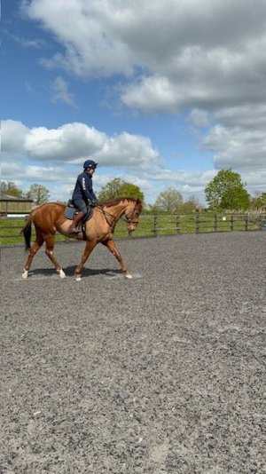 IMG_1195.jpeg IMG_1195.jpeg