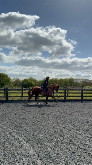 IMG_1199.jpeg IMG_1199.jpeg