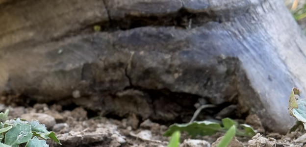 hoof top and bottom.png