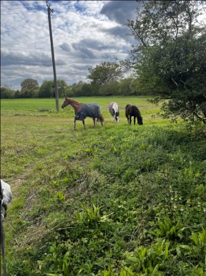 Lost Horses 2024-04-26_17-42-55.jpg