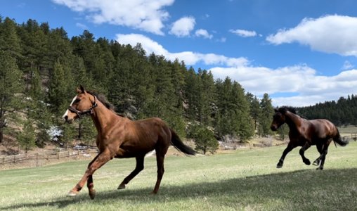 IMG_0093.jpeg IMG_0093.jpeg