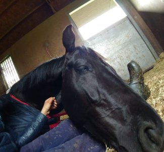 Cookie sleeping on my legs.jpg