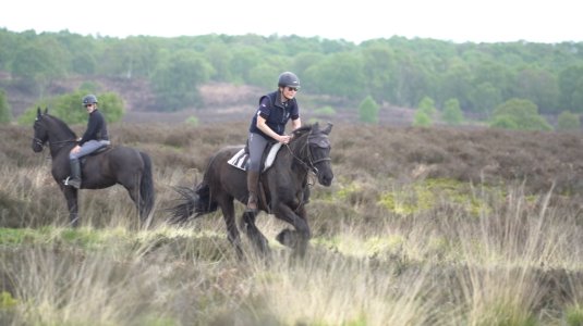 IMG_0918.jpeg IMG_0918.jpeg