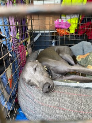 IMG_0695.jpeg IMG_0695.jpeg