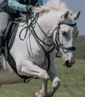 IMG_8423.jpeg IMG_8423.jpeg