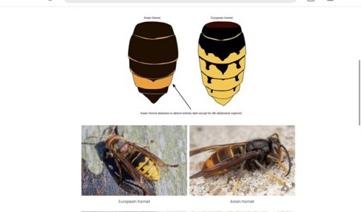 Asian hornets | Horse and Hound Forum