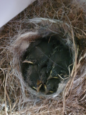 1717967770267.png 1717967770267.png