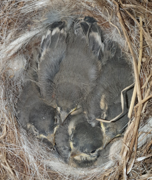 1717967861336.png 1717967861336.png