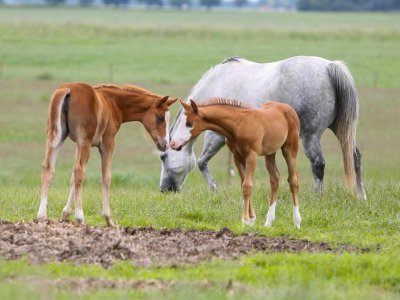 Splash and friend.jpg