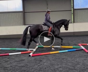 cookie trot poles play.jpg