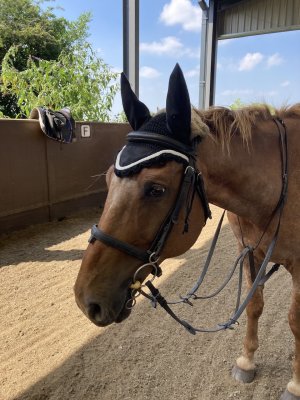 IMG_4295.jpeg IMG_4295.jpeg