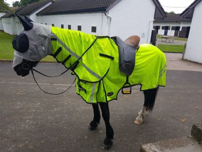 hazmat horse.jpg