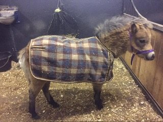 IMG_5726.jpeg IMG_5726.jpeg