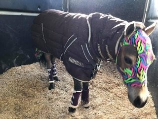 IMG_5729.jpeg IMG_5729.jpeg