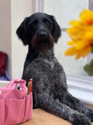 3B87EA5C-ADF2-43D1-8BCD-46E95CE41FBA.jpeg 3B87EA5C-ADF2-43D1-8BCD-46E95CE41FBA.jpeg