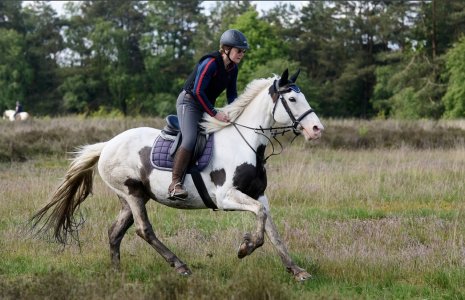 IMG_1108.jpeg IMG_1108.jpeg