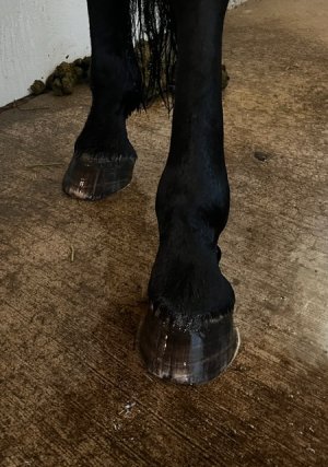 IMG_1350.jpeg IMG_1350.jpeg