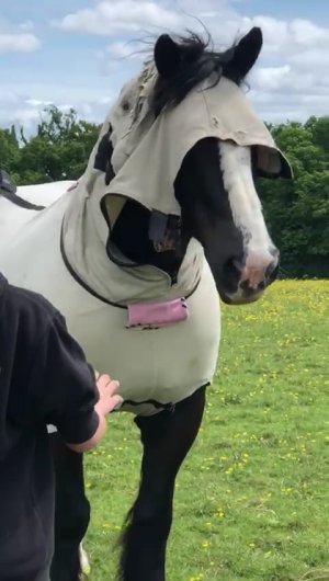 Arch - hood.jpg Arch - hood.jpg