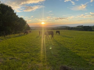 IMG_5358.jpeg IMG_5358.jpeg