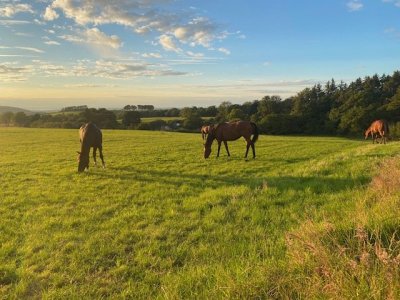 IMG_5356.jpeg IMG_5356.jpeg