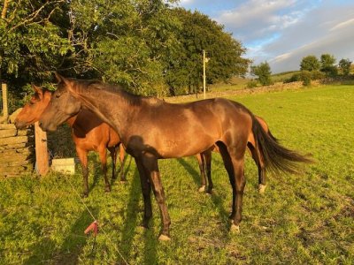 IMG_5350.jpeg IMG_5350.jpeg