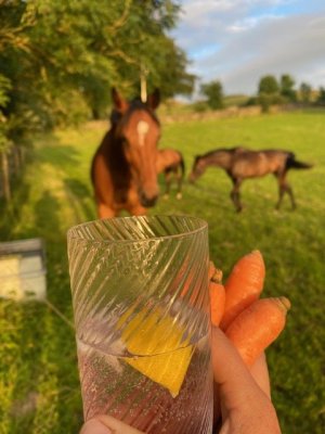 IMG_5348.jpeg IMG_5348.jpeg