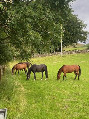 IMG_5343.jpeg IMG_5343.jpeg