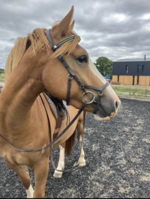 IMG_5235.jpeg IMG_5235.jpeg