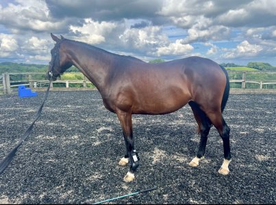 IMG_3858.jpeg IMG_3858.jpeg