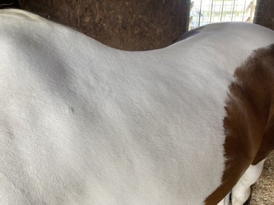 IMG_4624.jpeg IMG_4624.jpeg