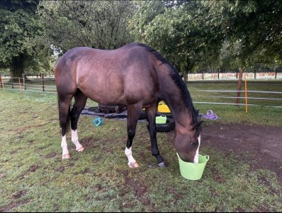 IMG_2394.jpeg IMG_2394.jpeg