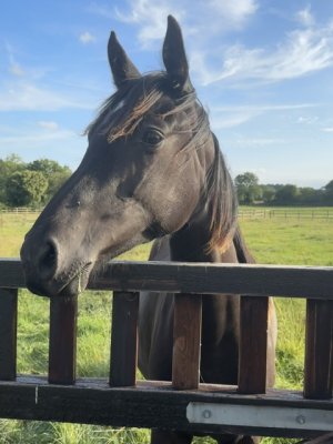 IMG_2244.jpeg IMG_2244.jpeg