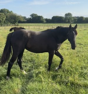 IMG_2241.jpeg IMG_2241.jpeg