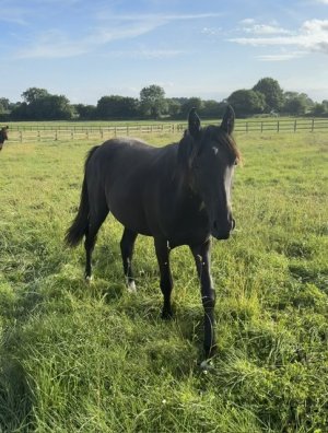 IMG_2246.jpeg IMG_2246.jpeg