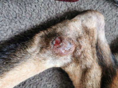 IMG_20240809_095203~01.jpg IMG_20240809_095203~01.jpg